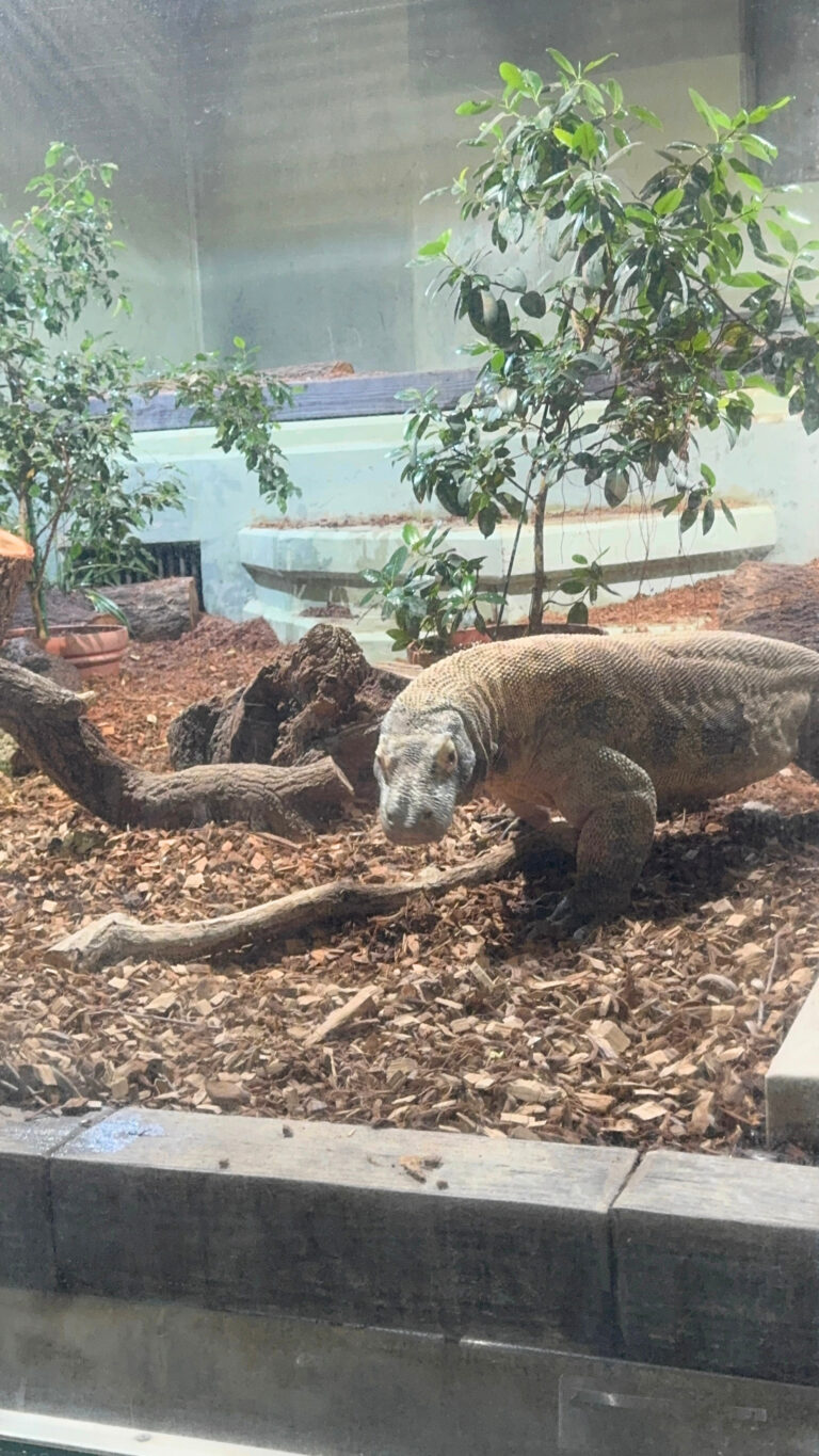 Higashiyama Zoo Part 2: Food Shops, Animals in the Rain, and the Best Kind of Tired